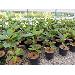 Magnólia veľkokvetá (Magnolia grandiflora) ´FRANCOIS TREYVE´ - výška 30-50 cm, kont. C3L (-24°C)